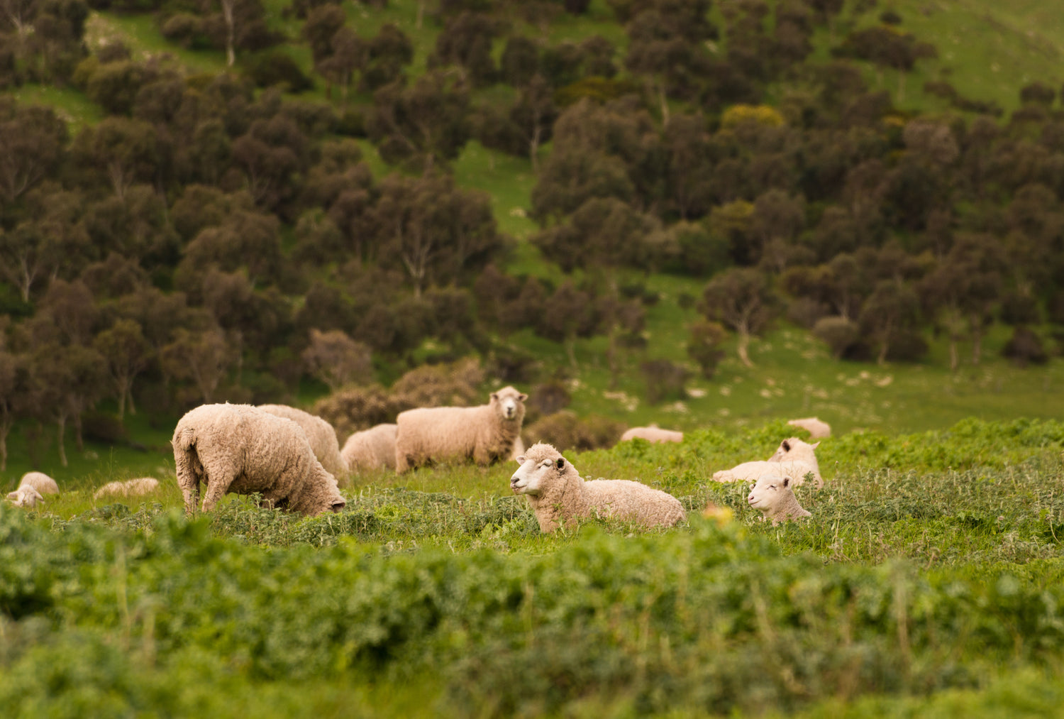 Why We Choose Responsible Wool Standard (RWS) Merino - Voler