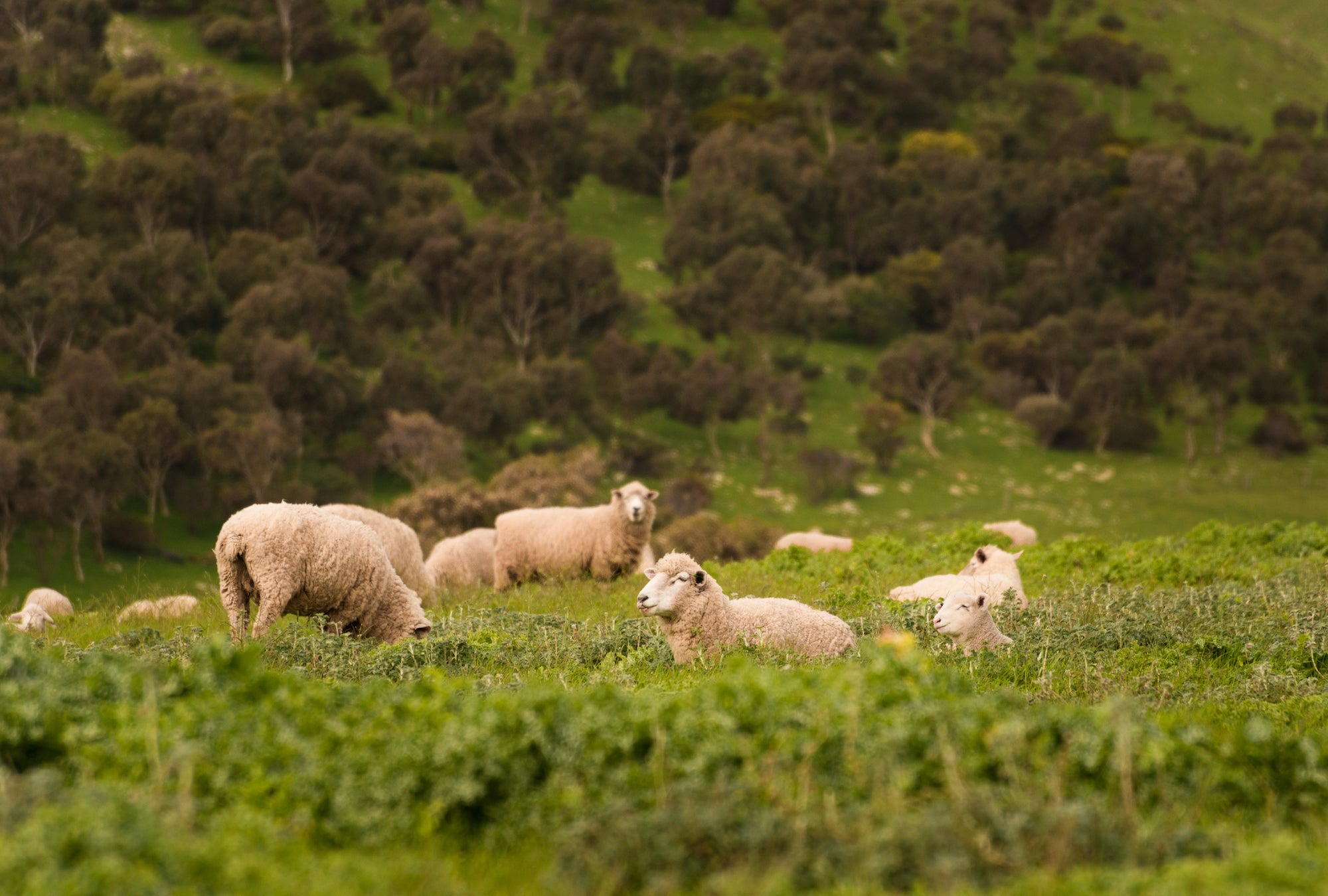 Why We Choose Responsible Wool Standard (RWS) Merino - Voler