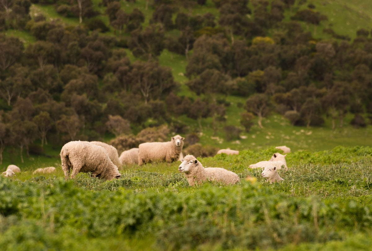 Why We Choose Responsible Wool Standard (RWS) Merino